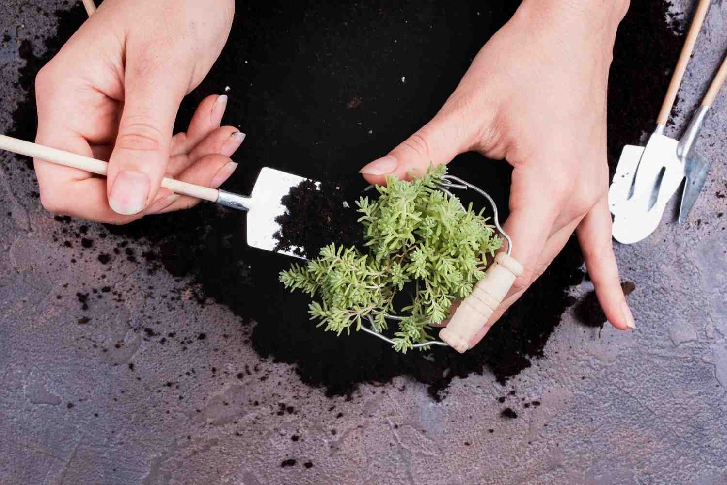 How Can I Prevent Fungus Gnats From Returning?